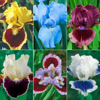 Dwarf Bearded Collection Iris