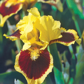 Dwarf Bearded Collection Iris