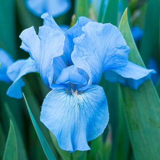 Dwarf Bearded Collection Iris