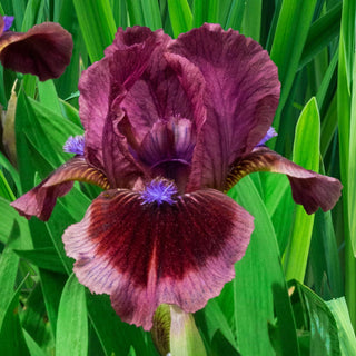 Dwarf Bearded Collection Iris