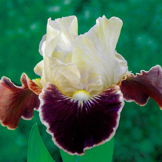 Dwarf Bearded Collection Iris