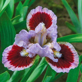 Dwarf Bearded Collection Iris