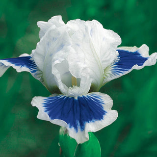 Dwarf Bearded Collection Iris