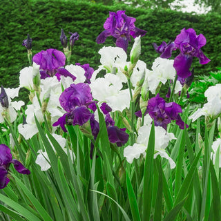 Ebony Ivory Bearded Iris Duet