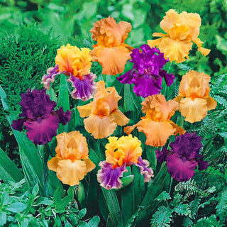 Twilight Splendour Bearded Iris Mixture