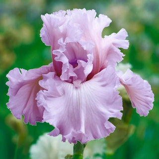 Beauty Within Bearded Iris