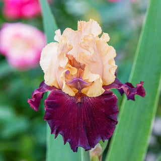 Broad Shoulders Bearded Iris