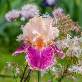 Cherry Blossom Song Bearded Iris