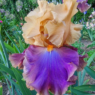 Dollface Bearded Iris