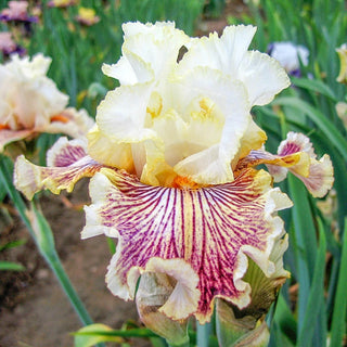 Insaniac Bearded Iris