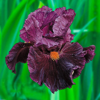 Jump Start Bearded Iris