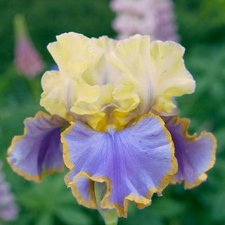 Repertoire Bearded Iris