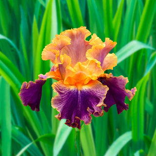 Spendthrift Bearded Iris