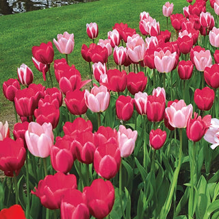 Perennial Delight Tulip Mixture