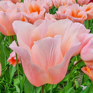 Apricot Beauty Tulip