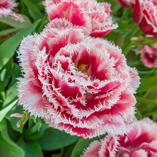 Brest Tulip