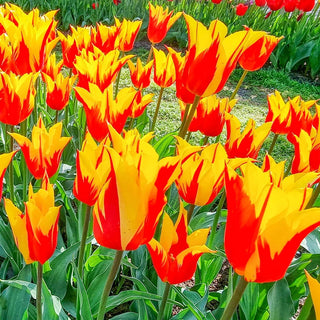 Fire Wings Tulip