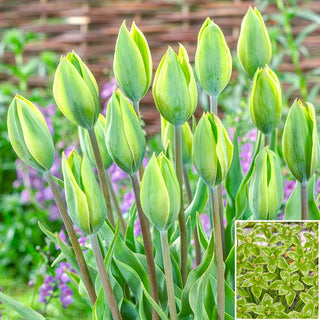 Green King Tulip