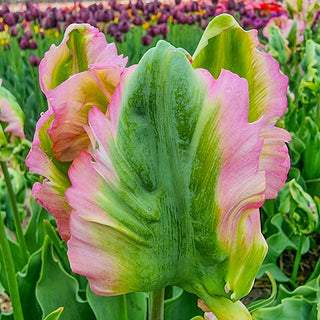 Green Wave Tulip