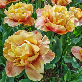 La Belle Epoque Tulip