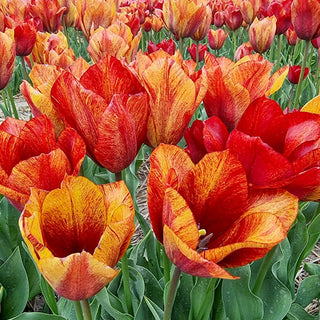 Jack Flash Tulip