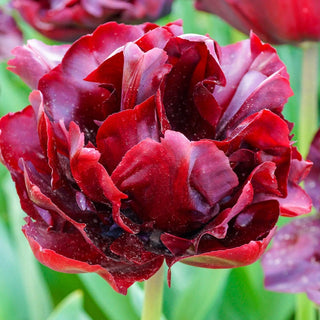 Palmyra Tulip