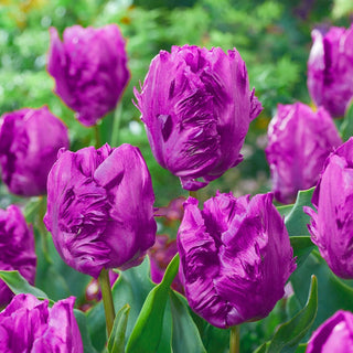 Parrot Prince Tulip