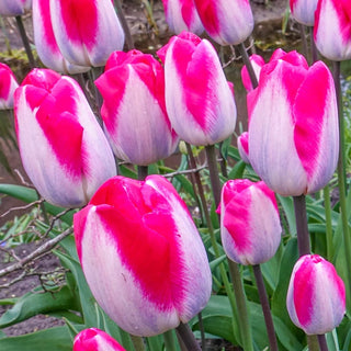 Pink Cloud Tulip