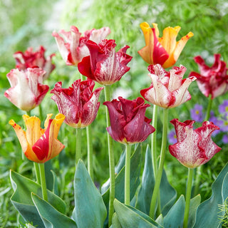 Striped Crown Tulip