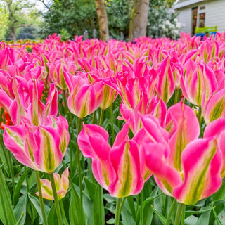 Viridiflora Tulips