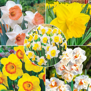 Award Winning Daffodil Collection