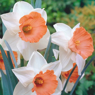 Award Winning Daffodil Collection