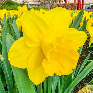 Award Winning Daffodil Collection