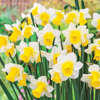 Award Winning Daffodil Collection