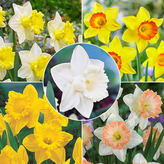 Trumpet Daffodil Collection