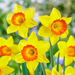 Trumpet Daffodil Collection