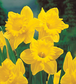 Trumpet Daffodil Collection