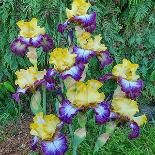 Margin Call Bearded Iris