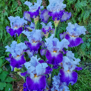 Off Topic Bearded Iris