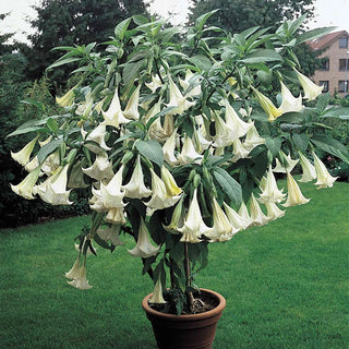 Angel Trumpet White