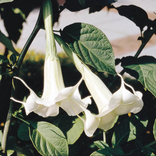 Angel Trumpet White