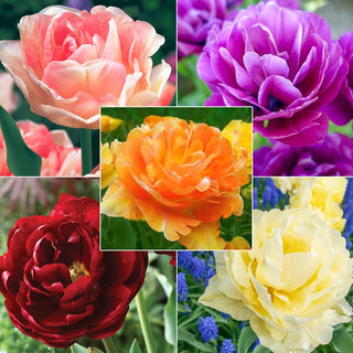 Peony Tulip Flowering Collection