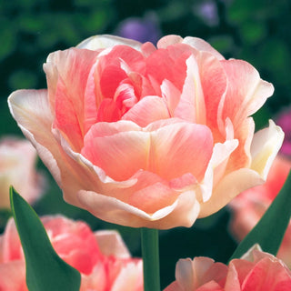 Peony Tulip Flowering Collection