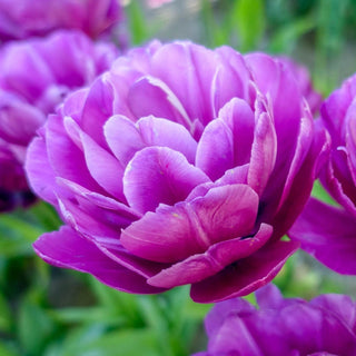 Peony Tulip Flowering Collection