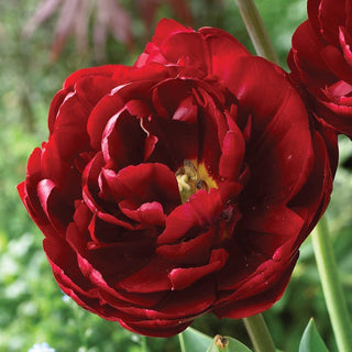 Peony Tulip Flowering Collection