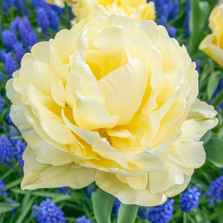 Peony Tulip Flowering Collection