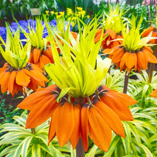 Variegated Crown Imperial