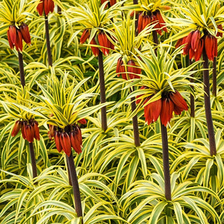 Variegated Crown Imperial