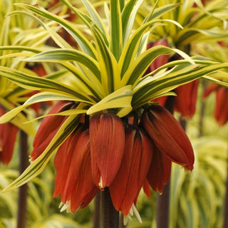 Variegated Crown Imperial