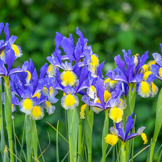 Miss Saigon Dutch Iris